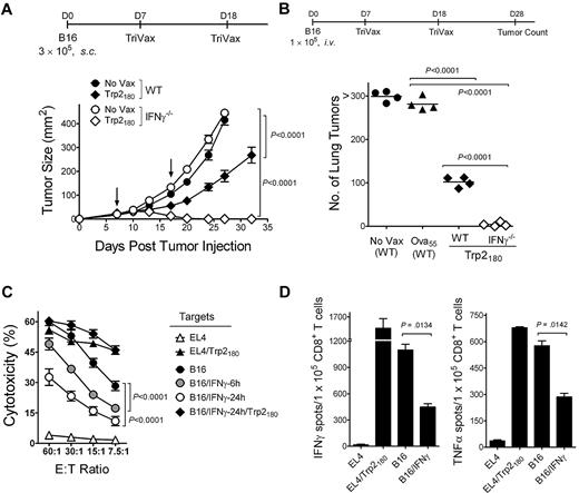 Figure 1. IFNγ inhibits the therapeutic activity of peptide vaccination and decreases the capacity of CD8 T cells to recognize tumor cells. (A) Therapeutic effects induced by Trp2180TriVax against 7-day-established subcutaneous B16 tumors in WT and IFNγ−/− mice. Mice (4/group) were inoculated with tumor and vaccinated intravenously with TriVax (200 μg of Trp2180 peptide, 100 μg of anti-CD40 mAb, and 50 μg of poly-IC) on days 7 and 18 (arrows). Nonvaccinated mice (No Vax) were included as controls. Tumor sizes are presented as mean tumor areas in square millimeters. Points, mean for each group; bars, SD. (B) Mice (4/group) received B16 cells intravenously and were vaccinated with Trp2180TriVax or Ova55TriVax, as described. On day 28, the numbers of B16 pulmonary nodules were evaluated in individual mice. Horizontal lines, means of each group. (C) Freshly isolated purified CD8 T cells from Trp2180TriVax-immunized WT mice were evaluated for cytolytic activity against various targets: Trp2180 peptide-pulsed and unpulsed EL4 cells (triangles), nontreated B16, B16 incubated with 100 U/mL IFNγ for 6 or 24 hours (circles), and B16/IFNγ cells (24 hours) pulsed with Trp2180 peptide (diamonds). (D) Cytokine-release EliSpot assays using purified CD8 T cells from Trp2180TriVax-immunized WT mice were performed using several stimulator cells: Trp2180 peptide-pulsed and unpulsed EL4, IFNγ-treated (100 U/mL, 24 hours), and nontreated B16. P values were calculated with 2-way ANOVA (A,C) or unpaired Student t tests (B,D). Experiments were repeated 3 times with similar results.