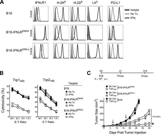 Figure 2. Expression of IFNγRDN in tumor cells overcomes the inhibitory effects of IFNγ. (A) Expression levels of IFNγR1, MHC-I (H-2Kb and H-2Db), MHC-II (I-Ab), and PD-L1 on B16 and 2 stable B16 clones expressing high or low levels of a IFNγRDN receptor. B16, B16-IFNγRDN/Hi, and B16-IFNγRDN/Lo cells were incubated (IFNγ) or not (No Tx) with 100 U/mL of IFNγ for 40 hours, and stained with specific antibodies as indicated, followed by flow-cytometry analysis. (B) Freshly isolated and purified CD8 T cells from Trp1455TriVax or Trp2180TriVax-immunized WT mice (as indicated) were tested for cytolytic activity against several target cells treated (IFNγ) and nontreated (No Tx) with IFNγ (100 U/mL, 24 hours): Parental B16 and 2 stable B16 clones expressing high (B16-IFNγRDN/Hi) or low (B16-IFNγRDN/Lo) levels of IFNγRDN. (C) Therapeutic effects induced by Trp2180TriVax in WT mice against 7-day-established subcutaneous B16 tumors expressing or not IFNγRDN. P value (2-way ANOVA) compares Trp2180TriVax-immunized mice bearing B16-IFNγRDN/Hi with Trp2180TriVax-immunized mice bearing B16. *50% of the Trp2180TriVax-immunized mice bearing B16-IFNγRDN/Hi rejected their tumors. These experiments were repeated twice with similar results.