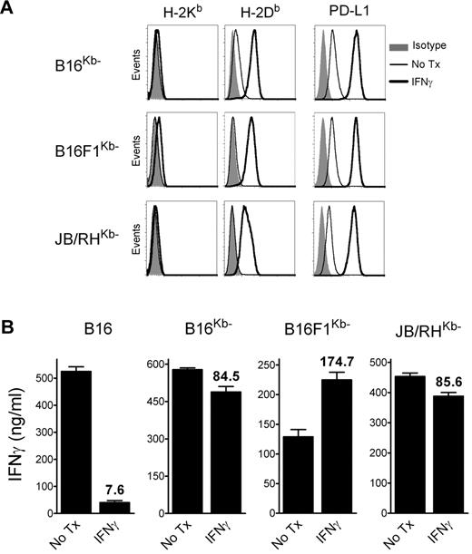 Figure 5. IFNγ-treated H-2Kb-loss tumor variants are recognized by H-2Db–restricted CD8 T cells. (A) Expression levels of MHC-I and PD-L1 on H-2Kb–loss variants (B16Kb−, B16F1Kb−, and JB/RHKb−). The cells were incubated (IFNγ) or not (No Tx) with 100 U/mL of IFNγ for 24 hours, and stained with antibodies as indicated, followed by flow cytometric analysis. (B) CD8 T cells, which were freshly isolated from mice vaccinated with Trp1455TriVax (H-2Db–restricted), were evaluated for their capacity to recognize B16, 2 B16 H-2Kb-loss variants (B16Kb− and B16F1Kb−), and an H-2Kb− chemically induced melanoma (JB/RHKb−) using a cytokine-release ELISA assay. The cells were either incubated with IFNγ (100 U/mL, 24 hours) or not (No Tx). Cultures consisted of 3 × 105 CD8 T cells coincubated with stimulator cells (3:1 ratio) for 40 hours before removing culture supernatants for cytokine measurements. Results represent the average values of IFNγ (columns) and SD (error bars) from triplicate wells. Numbers above columns represent the percentage response of the IFNγ-treated cells compared with that of the nontreated group.