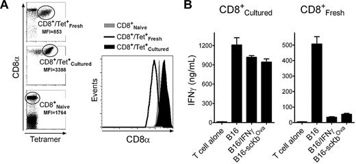 Figure 6. Up-regulation of CD8 coreceptors after in vitro culture restores the capacity of T cells to recognize B16 cells expressing high levels of noncognate MHC-I. Tissue-culture CD8 T cells were produced by placing the purified CD8 T cells from Trp1455TriVax-immunized mice in medium containing 50 U/mL IL-2 and 20 ng/mL IL-7 for 7 days. (A) Comparison of the levels of CD8α expression between freshly isolated and cultured CD8 T cells from Trp1455TriVax-immunized mice compared with naive CD8 T cells from nonvaccinated mice. MFI, mean fluorescence intensity of CD8α. Right panel shows histograms gating on the Trp1455 tetramer-positive populations. (B) Antigen-induced IFNγ production of cultured and freshly isolated CD8 T cells from Trp1455TriVax-immunized mice evaluated by ELISA. CD8 T cells were evaluated for their capacity to recognize B16 treated or not with IFNγ (100 U/mL, 24 hours) and B16-scKbOva. CD8 T cells (3 × 105) were incubated with tumor cells (1 × 105) for 40 hours, and supernatants were removed for cytokine measurements. Supernatants from T cells without tumor cells (T cell alone) were included as controls. Results represent the average amounts of IFNγ and SD (error bars) from triplicate cultures. These experiments were repeated twice with similar results.