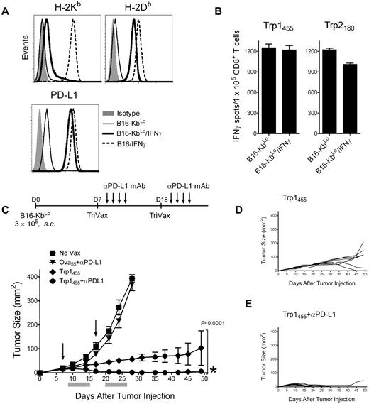 Figure 7. Decreasing noncognate MHC-I levels together with PD1 blockade allows TriVax to eliminate advanced tumors in WT mice. (A) Expression levels of H-2Kb, H-2Db, and PD-L1 in B16-KbLo cells treated or not with IFNγ (100 U/mL, 24 hours). Results with IFNγ-treated parental B16 cells are included for comparison. (B) Responses (ELISPOT) of freshly isolated CD8 T cells from Trp1455TriVax- and Trp2180TriVax-immunized WT mice against IFNγ treated and nontreated B16-KbLo cells. Results represent the average number of spots from triplicate wells with SD (error bars) of the means. (C) Therapeutic effects induced by Trp1455TriVax against 7-day-established B16-KbLo tumors in WT mice. Mice (8/group) were inoculated with B16-KbLo cells and immunized with Trp1455TriVax or Ova55TriVax as indicated. Anti-PD-L1 mAb was administered intraperitoneally on days 2, 4, 6, and 8 after TriVax administration. Nonvaccinated mice (No Vax) were also included as controls. Arrows, days when the vaccines were administered; gray bars, period of anti–PD-L1 mAb treatment. (D-E). Tumor-growth curves are shown for individual mice from the Trp1455TriVax and Trp1455TriVax plus anti–PD-L1 groups. Tumor sizes were determined in individual mice by measurements of 2 opposing diameters and are presented as tumor areas in square millimeters. Points, mean for each group of mice; bars, SD. P < .0001, between the Trp1455TriVax and the Trp1455TriVax + anti–PD-L1 mAb group (obtained using a 2-way ANOVA analysis). *Seven of 8 mice in Trp1455TriVax + anti–PD-L1 mAb rejected their tumors; **1 mouse from Trp1455TriVax rejected its tumor. These experiments were repeated twice with similar results.