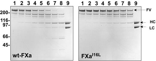 Figure 2. Activation of FV by membrane-bound FXa. Plasma-derived FV (400nM) was incubated with increasing concentrations of wt-FXa or FXaI16L in the presence of PCPS (50μM) for 10 minutes at 25°C. Samples (4 μg/lane) were then resolved on sodium dodecyl sulfate polyacrylamide gel electrophoresis and visualized by staining with Coomassie Blue R-250. Lane 1, platelet-derived (pd)-FV, no FXa; lanes 2-8, FXa (wt or variant) at 0.5, 1.0, 5.0, 10, 20, 50, and 100 nM; lane 9, recombinant FVa. The apparent molecular weights of the standards are indicated on the left. HC, heavy chain; LC, light chain. The data are representative of 2 similar experiments.
