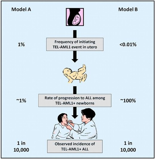 Competing models of TEL-AML1+ leukemogenesis.