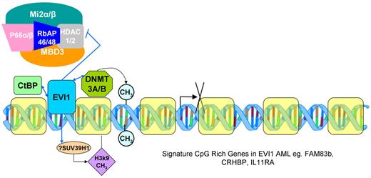 Proposed interactions of EVI1 with DNA methyl transferases DNMT3A and DNMT3B and other components of the epigenetic silencing machinery.