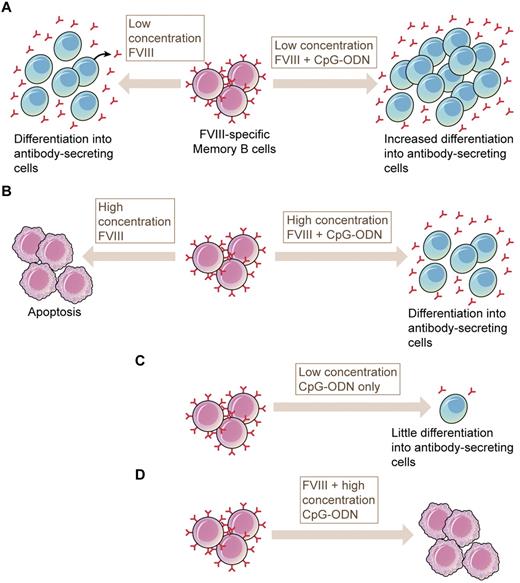In vitro restimulation of FVIII-specific memory B cells in the presence of FVIII and CpG-ODN. (A) In vitro restimulation of FVIII-specific memory B cells at low concentrations of FVIII results in differentiation into antibody-secreting cells (ASC). Low concentrations of FVIII combined with TLR9 ligand CpG-ODN results in an increased number of ASCs. (B) High concentrations of FVIII induce apoptosis of FVIII-specific memory B cells. CpG-ODN is able to overcome the apoptotic effect induced by high-concentration doses of FVIII. (C) Low concentrations of CpG-ODN alone induce no or very limited numbers of ASCs. (D) High concentrations of CpG-ODN severely reduce the FVIII-induced formation of ASCs. (Professional illustration by Kenneth X. Probst.)