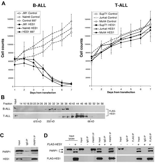 Figure 1. Cell-specific differences in HES1 effects, complexes, and interaction with PARP1. (A) Differential effects of HES1 on growth in B-ALL and T-ALL cell lines. Line graphs represent the cell counts of GFP+ cells up to 7 days after transfection. A panel of 3 B-ALL and 3 T-ALL cell lines were transfected with a HES1/GFP construct (solid lines, black symbols) or control GFP-only vector (dashed lines, open symbols). Numbers of GFP+ cells were calculated by combining the percentage of GFP+ cells measured by flow cytometry and Trypan blue exclusion cell counts performed daily. The results are presented as mean ± SD of 3 independent experiments. (P < .02). (B) Different HES1 complexes in B-ALL and T-ALL. Size-exclusion chromatography was performed to assess the relative size of HES1 complexes in B-ALL (JM1) and T-ALL (SupT1) cells. Freshly prepared lysates from B-ALL (JM1) and T-ALL (SupT1) cells transfected with FLAG-HES1 constructs were run through a Superdex 200 column, and 70 fractions were collected. Even fractions were used for immunoblotting to detect HES1-containing fractions with the use of anti-FLAG antibody. No signal was seen before fraction 30 or after fraction 50 in either sample. Protein mass standards were run on the same column to provide approximate molecular sizes (in kilodaltons) of complexes. Differences in fractions with FLAG-HES1 in B-ALL and T-ALL suggest that there are cell type–specific differences in HES1 complexes. Lack of FLAG-HES1 above fraction 50 suggests that no free monomers (35 kDa) are present in either cell line. (C) PARP1 binds to endogenous HES1 in B-ALL cells. IP of PARP1 in nuclear extracts from JM-1 (B-ALL) cells shows binding to endogenous HES1. (D) HES1 interacts with both full-length and cleaved PARP1. B-ALL (JM1) cells transfected with FLAG-HES1 mRNA, after 48 hours nuclear extracts were immunoprecipitated with PARP1 or FLAG beads and immunoblotted with anti-PARP1 and anti-FLAG antibodies. FLAG-IP of exogenous HES1 is associated with PARP1 cleavage and binds to both full-length and cleaved PARP1. IgG indicates immunoglobulin G.