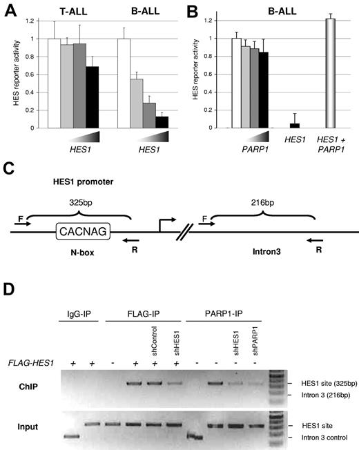 Figure 2. PARP1 inhibits HES1 function and localizes to a HES1 binding site. (A) Cell type–specific function of HES1. T-ALL (SupT1) and B-ALL (JM1) cells were cotransfected with HES1-responsive luciferase reporter, Renilla luciferase control, and increasing amounts of pcDNA-FLAG-HES1. After 48 hours, Firefly/Renilla luciferase activity was measured. Significant dose-dependent repression was only seen in B-ALL cells. (P < .038, mean ± SD). (B) PARP1 inhibits HES1 function. B-ALL (JM1) cells were cotransfected with HES1-responsive luciferase reporter, Renilla luciferase control, and increasing amounts of PARP1 expression plasmid or pcDNA-FLAG-HES1 with or without PARP1. No significant effect was seen with PARP1 alone. As expected, significant dose-dependent repression was seen with HES1; however, the addition of PARP1 abrogated this effect, inhibiting HES1-mediated repression of this reporter (P < .05, mean ± SD). (C) PARP1 binds to a HES1 binding site via HES1. Schematic representation of the forward and reverse primers for ChIP-PCR. Forward “F” and reverse “R” primers produce a 325-base pair (bp) product for the known HES1 site (N-box) and a 216-bp product for a random site in intron 3 as a control. (D) ChIP-PCR analysis to determine the interaction of PARP1 and HES1. JM1 cells were transfected with empty vector, FLAG-HES1, PARP1, shRNA control, shRNA to HES1, or shRNA to PARP1 as indicated. After 48 hours, the cells were fixed, and IP with anti-PARP1 or anti-FLAG antibodies was performed with the use of the ChIP-IT Express kit. PCR products were resolved on an agarose gel and visualized with ethidium bromide/UV. These results show HES1 and endogenous PARP1 binding to a known HES1 binding site. ShRNA to HES1 decreased PARP1 binding to this site, suggesting that PARP1 binding depends on endogenous HES1.