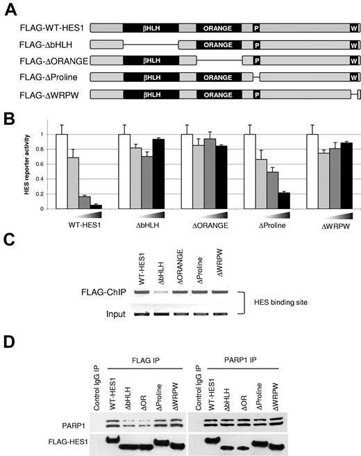 Figure 3. HES1 domains essential for repressor function and PARP1 interaction. (A) Schematic of human HES1 domains and mutants. The conserved domains are the bHLH region, orange domain, proline-rich region, and C-terminal WRPW region. (B) HES1 mutant reporter assay. B-ALL (JM1) cells were transfected with the HES1-responsive luciferase reporter as in Figure 2A-B, with the increasing amounts of the indicated wild-type or truncated versions of FLAG-HES1 plasmids. Only the full-length HES1 and proline mutant showed repressor activity, indicating the critical role for the bHLH, orange, and WRPW domains in HES1 repressor function (P < .001, mean ± SD). (C) HES1 mutant DNA binding. B-ALL (JM1) cells were transfected with the HES1 mutants, and ChIP assays were performed as in Figure 2C-D. All mutants, except the bHLH mutant (which contains the DNA binding domain), are able to bind the native HES1 binding site. (D) Co-IP with HES1 mutants. B-ALL (JM1) cells were transfected with full-length and HES1 mutants. Co-IP was performed as in Figure 1C. The bHLH and orange domain mutants were less efficient at binding PARP1. Similar results were observed whether IP was performed with anti-FLAG or anti-PARP1.