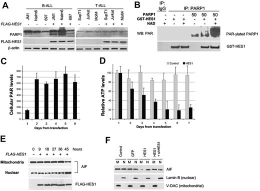 Figure 4. HES1-induced activation and cleavage of PARP1. (A) Cell-specific cleavage of PARP1. A panel of 3 B-ALL and 3 T-ALL cell lines were transfected with HES1. At 48 hours, lysates were probed for PARP1 expression. Overall PARP1 levels were higher in B-ALL versus T-ALL, and HES1-mediated PARP1 cleavage was greater in B-ALL than in T-ALL. (B) HES1-induced PAR-ylation of PARP1. Cell free PAR-ylation assays were performed with recombinant HES1 (GST-HES1), PARP1, co-factor NAD+, and IP with anti-PARP1. Immunoblots for PAR and HES1 showed a > 12-fold increase in PAR-ylated PARP1 in triplicate experiments. (C) HES1-induced accumulation of cellular PAR. B-ALL (JM1) cells were transfected with FLAG-HES1 mRNA, and cellular PAR-ylated proteins were immunoprecipitated and quantitated with tetramethylbenzidine and an enzyme-linked immunoabsorbent assay reader. Intracellular PAR levels were increased and sustained from 2 to ≥ 6 days (mean ± SD). (D) HES1-induced depletion of ATP. Under similar conditions, total cellular ATP was determined with the use of the ATPlite kit as directed by the manufacturer. Luminescence was measured with a Molecular Devices luminometer. Raw data in counts are shown (n = 3). Relative ATP levels per cell decreased over time compared with vector control (P < .01, mean ± SD). (E) HES1-induced nuclear translocation of AIF in B-ALL. B-ALL (JM1) cells were transfected with FLAG-HES1 mRNA, and mitochondria and nuclear fractions were isolated at different time points. Anti-AIF immunoblot showed AIF translocation from mitochondria to nucleus. (F) HES1-induced AIF translocation can be rescued with shRNA to HES1. B-ALL (JM1) cells were transfected with HES1 mRNA, and mitochondria and nuclear fractions were isolated at 48 hours. HES1 mRNA, but not GFP control, induces nuclear translocation of AIF. Cotransfection with shRNA to HES1 inhibits effect of HES1. Lamin B (nuclear) and V-DAC (mitochondrial) confirm purity of fractions. WB indicates Western blotting.