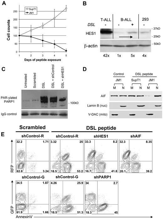 Figure 5. Notch ligand peptide DSL induces cell type–specific PARP1 activation, AIF translocation, and apoptosis. (A) The DSL peptide induces cell type–specific growth inhibition and cell death. T-ALL (SupT1) and B-ALL (JM1) cells were incubated with 100μM DSL peptide and were harvested at different points for Trypan blue exclusion viable cell counts. Cell counts were normalized to day 1 (control) (mean ± SD). (B) DSL induces HES1 up-regulation. B-ALL (JM1) cells were incubated with 100μM DSL peptide for 6 hours. Immunoblot for HES1 shows a 5-fold increase over baseline HES1 levels. For comparison, T-ALL (SupT1) and control HEK293 cells are shown. DSL-induced HES1 expression in B-ALL cells is far below constitutive HES1 levels in T-ALL and comparable to the nonmalignant control cells. β-actin used as a loading control. (C) DSL-induced PAR-ylation of PARP1. B-ALL (JM1) cells were incubated with 100μM DSL or scrambled peptide for 48 hours. Cell lysates were immunoprecipitated with anti-PARP1 antibody and immunoblotted with anti-PAR antibody. Increase (15-fold) in PAR-ylated PARP1 was seen after DSL exposure, whereas scrambled peptide had no effect. Transfection with shRNA to HES1 reduced PAR-ylation of PARP1 by 56%, whereas control shRNA did not. Immunoblot probed for IgG to show equal loading of immunoprecipitated protein. (D) DSL induces cell type–specific AIF translocation in B-ALL cells. T-ALL (SupT1) and B-ALL (JM1) cells were exposed to 100μM DSL peptide for 48 hours. Mitochondria and nuclear fractions were probed for AIF, showing near complete translocation of AIF. Lamin B (nuclear) and V-DAC (mitochondrial) confirm purity of fractions. (E) DSL peptide induces apoptosis in B-ALL which depends on HES1, PARP1, and AIF. B-ALL (JM1) cells were transfected with shRNAs against HES1, PARP1, AIF, and controls that coexpress either GFP or RFP, named shControl-G, shControl-R. Transfected cells were incubated with 100μM DSL or scrambled peptide for 72 hours, stained with annexin V, and flow cytometry was performed for GFP/RFP and annexin V. Percentage of events displayed in each quadrant. Nuc indicates nuclear; mito, mitochondrial.