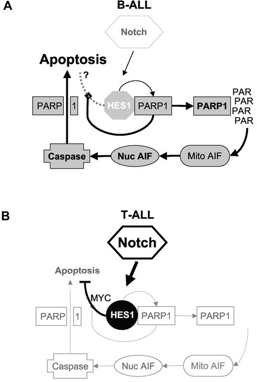 Figure 7. Models of HES1 and PARP1 effects in B-ALL versus T-ALL. On the basis of our findings, we hypothesize that differences in the ratio of PARP1 to HES1 in B-ALL versus T-ALL may partially explain the differences seen in response to Notch/HES1 signaling in these 2 cell types. (A) In B-ALL, low Notch activation and thus low HES1, with higher levels of PARP1, lead to a high PARP1/HES1 ratio. Notch activation leads to HES1 expression, but high PARP1 levels inhibit HES1 function. In addition, increased HES1 induces activation of PARP1, resulting in high PAR levels, leading to nuclear translocation of AIF, caspase activation, PARP1 cleavage, and apoptosis. (B) In contrast, T-ALL have constitutive Notch signaling with high HES1 expression and low PARP1 expression, resulting in a low PARP1/HES1 ratio. Thus, because of a relative lack of PARP1, HES1 repressor function is maintained, and increased HES1 does not lead to significant PARP1 activation or apoptosis. Rather HES1 appears to inhibit apoptosis through repression of phosphatase with tensin homology (PTEN).50