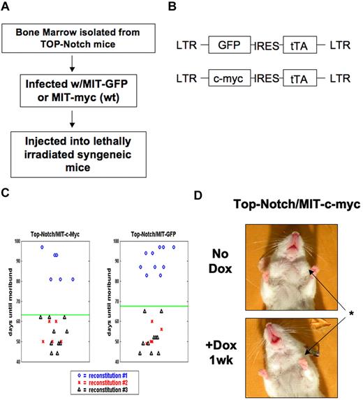 Figure 1. Coexpression of ectopic c-MYC does not cooperate in Top-NOTCH tumor formation or prevent tumor regression. (A) Schematic of the tumor formation protocol. (B) Diagram of retroviral constructs. (C) Death curve of mice reconstituted with Top-NOTCH bone marrow infected with MIT-c-MYC (left panel) and MIT-GFP (right panel). (D) Top-NOTCH/MIT-c-MYC mouse before and after treatment with Dox. *Reduction of lymph nodes.