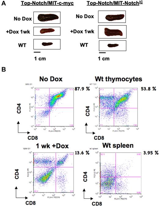 Figure 2. T-ALL tumors are not maintained by c-MYC in the absence of NOTCHIC. (A) Spleens from Top-NOTCH/MIT-c-MYC (left panel) and Top-NOTCH/MIT-NOTCHIC (right panel) tumors treated for the indicated times with Dox. (B) FACS analysis using anti-CD4-PE and anti-CD8-PerCP-Cy5.5 antibodies to detect double-positive tumor cells in the spleen before and after Dox treatment of mice reconstituted with Top-NOTCH/MIT-c-MYC bone marrow (upper and lower left panels, respectively), wild-type (WT) thymus, and wild-type spleen (upper and lower right panels, respectively).