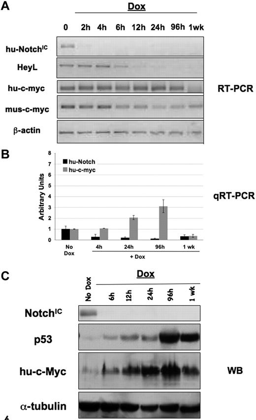 Figure 4. Expression of p53 is induced in T-ALL tumors when NOTCHIC expression is extinguished. Each primary tumor was transplanted into multiple syngeneic mice, and tumors were allowed to form. When mice were moribund, Dox was added and tissue collected at various time points for analysis. RT-PCR (A), quantitative RT-PCR (B), and Western blot (C) analyses were performed with the indicated specific primers or antibodies on single-cell suspensions from spleens of Top-NOTCHIC-/MIT-c-MYC tumors.