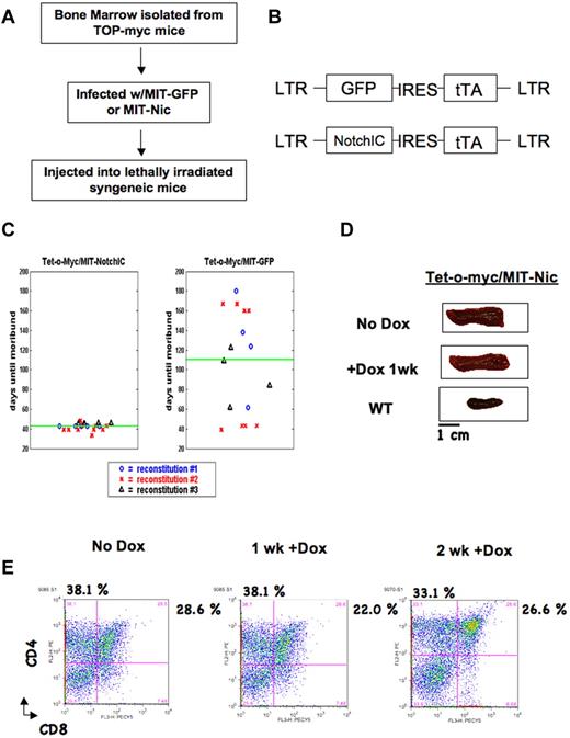 Figure 5. NOTCHIC expression can maintain Tet-o-MYC/MIT-NOTCHIC T-ALL tumors. (A) Schematic for generation of Tet-o-MYC/MIT-NOTCHIC tumors. (B) Diagram of retroviral constructs. (C) Death curves for mice reconstituted with Tet-o-MYC bone marrow infected with MIT-NOTCHIC (left panel) and MIT-GFP (right panel). (D) Spleens from nonregressing Tet-o-MYC/MIT-NOTCHIC. (E) FACS analysis using α-CD4-PE and α-CD8-PerCP-Cy5.5 antibodies on single-cell suspensions from spleens of moribund nonregressing Tet-o-MYC/MIT-NOTCHIC treated with Dox for the indicated times.