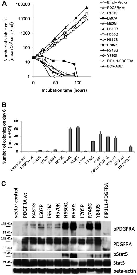 Figure 1. Expression of specific PDGFRA mutations in 32D cells overcomes IL-3 dependence. 32D cells were retrovirally transduced with PDGFRA vectors containing mutations as specified in the results section or empty vector, FIP1L1-PDGFRA, JAK2wt, JAK2V617F, BCR-ABL1 or FLT3-ITD. (A) Growth capacity of all mutant PDGFRA cell lines without IL-3. PDGFRA H650Q, N659S, R748G, and Y849S induce IL-3–independent growth in 32D cells. Cells expressing the indicated mutations were seeded without IL-3 and counted daily for 5 days. The graph depicts mean viable cell numbers taken from a representative experiment performed in triplicates. The results were confirmed in 3 independent experiments. (B) Clonogenic growth in semisolid medium. The 32D cells expressing the indicated mutations were plated in triplicates in methyl cellulose media without IL-3 at a concentration of 200 cells per dish. Colonies were counted on day 6. These results were confirmed in 3 independent experiments. (C) Western blot experiments of 32D cell lines. Total cell lysates of IL-3– and 0.5% FCS-deprived (12-hour starvation) 32D cells were conducted. Blots were stained with the indicated phosphorylation-specific or total antibodies. PDGFRA and pPDGFRA antibodies recognize 2 bands, the mature form of the receptor with a size of approximately 180 kDa and an incompletely glycosylated precursor at about 160 kDa.37 Stat5 and Stat5 phosphorylation were detected on a second membrane using same lysates and same amounts of protein.