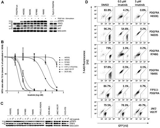 Figure 2. 32D cells expressing mutated PDGFRA retain ligand dependent phosphorylation of AKT and imatinib sensitivity in vitro. (A) Activation of different signaling pathways by PDGF-AA. Cell mutants were starved overnight in medium containing 0.5% FCS and stimulated with 10 ng/mL PDGF-AA for 10 minutes. Total cell lysates were prepared, and the Western blot membranes were stained with the indicated phosphorylation-specific antibodies. (B) MTS assay in presence of imatinib and calculated IC50 values. The same 32D cells were used in a Cell Titer 96 Aqueous Solution Assay to measure the influence of imatinib on proliferation after 72 hours of imatinib exposure. Each point represents the mean percentage of growth compared with the untreated cells from 3 independent experiments. Data were used to calculate IC50 values with GraphPad Prism 5. (C) Inhibition of intracellular signaling by imatinib treatment. 32D cell mutants were starved overnight in medium containing 0.5% FCS and treated with the indicated concentrations of imatinib for 2 hours. Total cell lysates were separated by SDS-PAGE. After blotting, the blots were stained with a phosphorylation-specific Stat5, total Stat5, or β-actin antibody. (D) FACS analysis of imatinib-treated mutant 32D cell lines. Cells were incubated with 0.5 or 5μM imatinib or vehicle for 72h and 7-AAD stained. Depicted percentages and gates represent remaining GFP-positive and 7-AAD negative cells. The figure shows 1 representative experiment of 2 independent experiments.