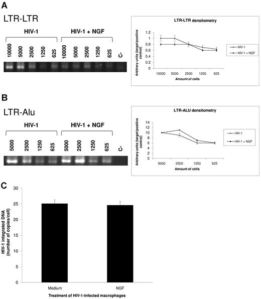 Figure 4. NGF does not influence HIV-I cDNA synthesis and integration. Macrophages were infected by an R5-tropic HIV-1 isolate (Ba-L) and treated with NGF (10 ng/mL) for 24 hours. Total DNA was then extracted using the QIAamp DNA kit and PCRs were performed directly toward the 2 LTR segments (LTR-LTR) (A) and to LTR and Alu sequences (LTR-Alu) (B). The left panel displays a representative gel with the PCR products for both targets (LTR-LTR and LTR-Alu) in HIV-1–infected cells treated or not with NGF. The numbers shown in this panel represent the number of cells from which total DNA was extracted and used as the template for PCR amplifications. The right panel shows the band densitometry from 4 independent experiments (mean ± SEM). Absolute quantification of provirus DNA was performed by qPCR assays normalized by serial 10-fold dilution of the ACH-2 cell line (C). Bars represent means ± SEM of 2 independent experiments run in triplicate.