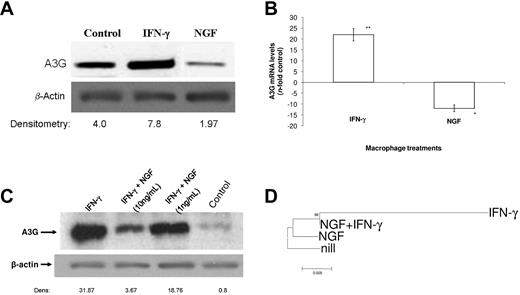 Figure 6. NGF down-modulates A3G synthesis. Macrophages were treated with NGF (10 ng/mL unless otherwise indicated) alone or in combination with IFN-γ (10 ng/mL) for 48 hours. Cells were either lysed for immunoblotting (A,C) or RNA extraction and qRT-PCR were performed as described previously.30 (B). Alternatively, HIV-1–infected macrophages were treated with these molecules at the above-mentioned concentrations, and after 48 hours, cells were lysed, total DNA extracted, and the integrated HIV-1 LTR was sequenced. The phylogenetic relationship between the proviral DNA derived from these samples is presented in a tree rooted by the LTR sequence from the untreated HIV-1–infected cell (D). In panels A and C, representative immunoblots with their respective densitometries (A3G/β-actin) are displayed (n = 3). Data in panel B represent mean ± SEM of 3 independent experiments, **P < .01. In panel D, the bootstrap probability is indicated for each interior branch and the scale bar indicates the number of nucleotide changes per site.