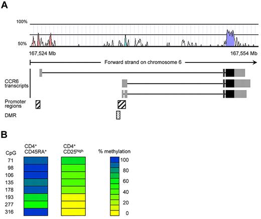 Figure 1. A noncoding region in the CCR6 gene displays differential methylation in human PBMCs. (A) Localization of the CpG-rich region within the human CCR6 locus. The exon structure of the putative CCR6 transcripts, obtained from the Ensembl database (GRCh37), were plotted together with a homology chart (human-mouse; Vista), predicted promoter regions (Genomatix) and the identified DMR in the CCR6 locus. The gray boxes in the CCR6 transcripts represent noncoding exon regions, whereas the black boxes contain coding regions. (B) DNA methylation pattern for CCR6 were analyzed in sorted CD4+CD45RA+ and CD4+CD25high T cells from pooled PBMCs (5 donors). Each column represents one blood cell subset with each row representing a single CpG site. The numbers indicate the position of the CpG motif as indicated in supplemental Figure 2. DNA methylation was measured by bisulfite sequencing. CpG methylation levels are color-coded according to a scale ranging from yellow (0% methylation) to blue (100% methylation).