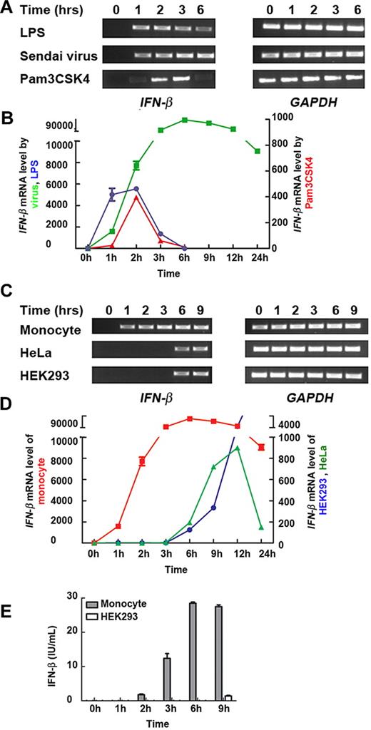 Figure 1. Human monocytes transcribe IFN-β more rapidly than nonmyeloid cell types. (A) Primary monocytes were exposed to LPS, Pam3CSK4, or Sendai virus for 0, 1, 2, 3, and 6 hours. The level of IFN-β mRNA was measured by semiquantitative reverse transcription PCR. (B) The kinetics of IFN-β mRNA expression in pathogen-stimulated primary monocytes. Monocytes were exposed to LPS (blue), Sendai virus (green), or Pam3CSK4 (red). The level of IFN-β mRNA was then measured by real-time PCR. (C) Primary monocytes, and nonmyeloid HeLa and HEK293 cells were exposed to Sendai virus for 0, 1, 2, 3, 6, and 9 hours. The level of IFN-β mRNA was measured by semiquantitative reverse transcription PCR. (D) The kinetics of IFN-β mRNA expression in Sendai virus-exposed primary monocytes (red), HeLa cells (green), and HEK293 cells (blue). The level of IFN-β mRNA was then measured by real-time PCR. (E) Primary monocytes and HEK293 cells were stimulated by Sendai virus. The supernatants were tested by enzyme-linked immunosorbent assay for IFN-β production. (A-E) Similar results were obtained in 3 independent experiments with monocytes from 3 different donors, one of which is shown.