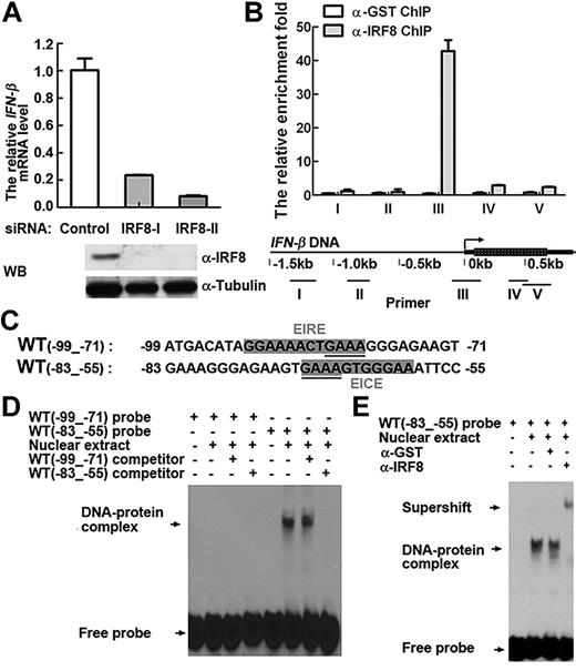 Figure 2. IRF8 positively regulates IFN-β transcription in monocytes. (A) Primary monocytes were transfected with IRF8 siRNA or control siRNA. Western blot (bottom) shows the IRF8 protein level in total cell lysates. IFN-β transcription in monocytes stimulated with LPS for 2 hours, determined by real-time PCR (top). (B) The mapping of IRF8-binding sites across IFN-β genomic DNA using 5 different pairs of primers (bottom). Primary monocytes were stimulated with LPS for 1 hour before ChIP analysis. ChIP was performed using either anti-IRF8 or control anti-GST antibody. (A-B) Similar results were obtained in 4 independent experiments with monocytes from 4 different donors, one of which is shown. (C) The sequences of IFN-β WT(−99 to −71) probe containing the EIRE motif and WT(−83 to −55) probe containing the EICE motif are shown. (D) EMSA was performed with IFN-β WT(−99 to −71) probe (lanes 1-4) or WT(−83 to −55) probe (lanes 5-8). Lanes 1 and 5 indicate free probe; lanes 2 and 6, with nuclear extract from LPS stimulated THP-1 cells after 2 hours; lanes 3 and 7, addition of 20-fold molar excess of unlabeled WT(−99 to −71) competitor probe; and lanes 4 and 8, addition of 20-fold molar excess of unlabeled WT(−83 to −55) competitor probe. (E) EMSA was performed with IFN-β WT(−83 to −55) probe. Lane 1 indicates free probe; lanes 2 to 4, nuclear extract from LPS stimulated THP-1 cells after 2 hours; lane 3, control anti-GST antibody; and lane 4, anti-IRF8 antibody. (D-E) Similar results were obtained in 4 independent experiments, one of which is shown.