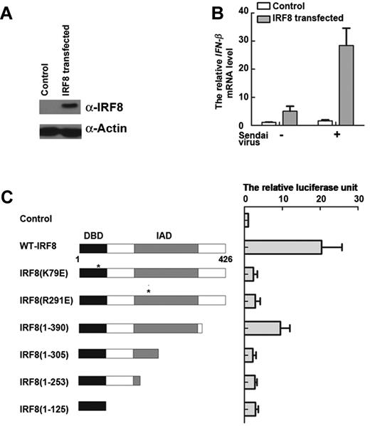Figure 3. IRF8 contributes to the rapid expression of IFN-β. (A) 32Dcl3 cells were transfected with IRF8 plasmid. IRF8 protein levels in total cell lysates by Western blot. Similar results were obtained in 3 independent experiments, one of which is shown. (B) Reintroduction of IRF8 into 32Dcl3 (IRF8−/−) cells. IFN-β transcription in cells stimulated with Sendai virus for 2 hours, as determined by real-time PCR. (C) WT and mutant IRF8 activate expression of a luciferase reporter construct driven by the IFN-β promoter region in 32Dcl3 cells induced by Sendai virus after 2 hours. A schematic representation of IRF8 mutant constructs is shown on the left. The DBD and IAD are highlighted. Luciferase activity of the respective constructs is shown in the graph on the right. (B-C) Data are mean ± SD from 3 independent experiments.