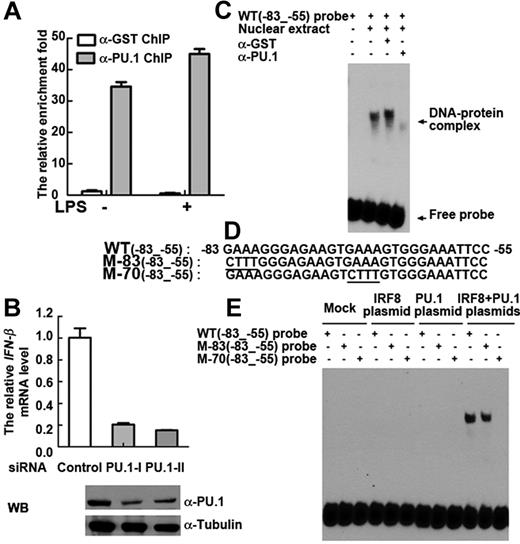 Figure 4. Occupancy of the IFN-β promoter by IRF8 is stabilized by PU.1. (A) ChIP analysis (with PU.1 antibody or control GST antibody) was performed in unstimulated and LPS-stimulated primary monocytes. ZNF524 primer was used as control. (B) Primary monocytes were transfected with PU.1 siRNA or control siRNA. Western blot (bottom) shows the PU.1 protein level in total cell lysates. Top: IFN-β gene expression in cells that were stimulated with LPS for 2 hours. (A-B) Similar results were obtained in 5 independent experiments with monocytes from 5 different donors, one of which is shown. (C) EMSA was performed with IFN-β WT(−83 to −55) probe. Lane 1 indicates free probe; lanes 2 to 4, nuclear extract from LPS stimulated THP-1 cells after 2 hours; lane 3, control GST antibody; and lane 4, PU.1 antibody. (D) The sequences of IFN-β wild-type WT(−83 to −55) probe and mutant M-83(−83 to −55) and mutant M-70(−83 to −55) probes are shown. (E) EMSA was performed with nuclear extracts from HEK293 cells transfected with mock control (lanes 1-3), IRF8 plasmid (lanes 4-6), PU.1 plasmid (lanes 7-9), or both IRF8 and PU.1 plasmids (lanes 10-12). WT(−83 to −55) probe and M-83(−83 to −55) and M-70(−83 to −55) probes were used. (C,E) Similar results were obtained in 3 independent experiments, one of which is shown.