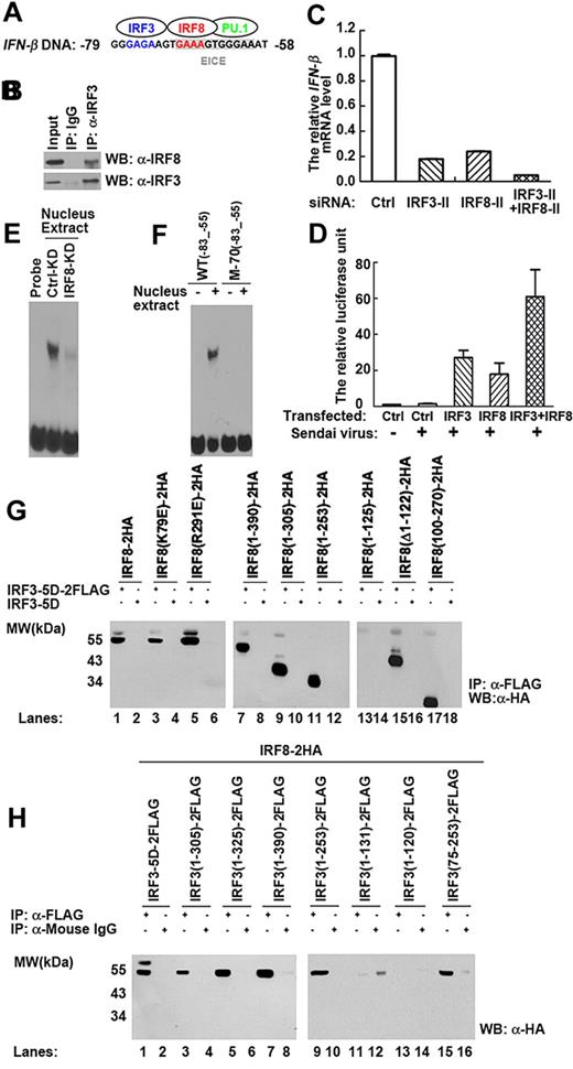 Figure 5. IRF8 cooperates with IRF3 to regulate IFN-β transcription. (A) The genomic sequence of human IFN-β from −79 bp to −58 bp. The IRF3- and IRF8-binding sites are labeled in blue and red, respectively. (B) THP-1 cells were induced with LPS for 2 hours before total lysates were harvested and immunoprecipitation was performed. Western blotting of immunoprecipitated proteins is shown. Similar results were obtained in 3 independent experiments. (C) Combined knockdown of IRF8 and IRF3 using siRNA results in a pronounced reduction of IFN-β transcription in primary monocytes. Monocytes were transfected with control siRNA, IRF8 siRNA, IRF3 siRNA, or both IRF8 and IRF3 siRNAs. mRNA levels of IFN-β in LPS simulated-monocytes were determined by real-time PCR. Similar results were obtained in 3 independent experiments with monocytes from 3 different donors, one of which is shown. (D) 32Dcl3 cells were transfected with control, IRF3 plasmid, IRF8 plasmid, or both IRF8 and IRF3 plasmids, and then cells were stimulated with Sendai virus for 2 hours to activate expression of an IFN-β promoter luciferase. Values are mean plus or minus SD from 3 independent experiments. (E) EMSA was performed with siRNA-transfected THP-1 nuclear extract. Lane 1 indicates free probe; lanes 2 and 3, nuclear extract from LPS-stimulated THP-1 cells transfected with siRNA (lane 2 indicates control siRNA; and lane 3, IRF8 siRNA). (F) EMSA was performed with LPS stimulated THP-1 nuclear extracts. WT(−83 to −55) probe and M-70(−83 to −55) probes were used. Similar results were obtained in 3 independent experiments, one of which is shown. (G) IRF8–2HA mutants overexpressed in HEK293 cells with IRF3–5D-2FLAG or IRF3–5D were immunoprecipitated with anti-FLAG antibody. Western blot was performed with anti-HA antibody. (H) IRF3–5D-2FLAG and IRF3–5D mutants were overexpressed together with IRF8–2HA in HEK293 cells and immunoprecipitated with anti-FLAG antibody or antimouse IgG. Western blot was performed with anti-HA antibody. (E-H) Similar results were obtained in 3 independent experiments, one of which is shown.