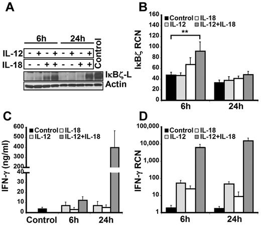 Figure 1. IκBζ and IFN-γ expression in human lymphocytes. Human lymphocytes were assessed for the expression of IκBζ and IFN-γ in response to recombinant IL-12 and IL-18 (10 ng/mL each) at 6 and 24 hours. (A) Time course of IκBζ protein expression in human lymphocytes by immunoblot compared with lipopolysaccharide-stimulated monocyte lysate (Control). (B) IκBζ mRNA expression in human lymphocytes assessed by quantitative PCR. (C) IFN-γ release from human lymphocytes in response to IL-12 and IL-18 was determined by ELISA. (D) IFN-γ mRNA expression in human lymphocytes. The immunoblot is representative of 3 independent experiments. Bar values represent mean ± SEM for 3 to 5 experiments. **P < .05 vs controls. RCN indicates relative copy number.