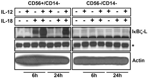 Figure 2. IκBζ expression in CD56+ and CD56− cells. Human lymphocytes were isolated from PBMCs after CD14 depletion followed by positive selection for CD56+ cells. Cells were stimulated (5 × 106 cells) with recombinant IL-12 and IL-18 (10 ng/mL each) for 6 hours and 24 hours. Protein normalized cell lysates were immunoblotted for IκBζ and actin. Results are representative of 2 independent experiments. *Nonspecific band (IκBζ blot), which confirms equal protein loading as the actin expression is very high.