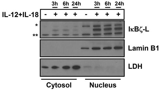Figure 4. Cellular localization of IκBζ in human NK cells. The cellular localization of IκBζ expression was evaluated in CD56+ human NK cells stimulated with recombinant IL-12 and IL-18 (10 ng/mL each) over time. The cellular lysates were fractionated into the nucleus and the cytosol separately. The cell lysates were immunoblotted for IκBζ, lamin B1 (nuclear marker), and LDH (cytosolic marker–lactate dehydrogenase). The immunoblot is representative of 3 independent experiments. *Nonspecific band. **Nonspecific band.