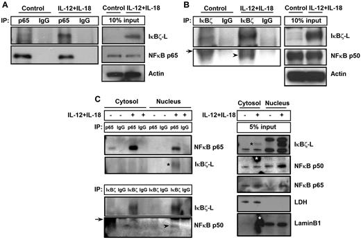 Figure 7. IκBζ coimmunoprecipitates with NF-κB specifically in the nucleus of human NK cells. (A) To assess the ability of IκBζ to bind to NF-κB, human NK cells were stimulated with recombinant IL-12 and IL-18 (10 ng/mL each) for 6 hours. The cell lysates were immunoprecipitated with the indicated antibodies overnight at 4°C. The immunoprecipitated lysates were immunoblotted with respective antibodies as indicated in the figure. (A) IκBζ binding to the p65 NF-κB subunit. (B) IκBζ binding to the p50 NF-κB subunit. (C) Binding of IκBζ to NF-κB specifically in the nucleus. Arrowhead represents p50 NF-κB subunit; and arrow, immunoglobulin heavy chain. *(Black) IκBζ-L band. *(White) Nonspecific smudge mark on the Western blot. Results are representative of 3 independent experiments. Lamin B1, nuclear marker. LDH indicates lactate dehydrogenase (cytosolic marker).