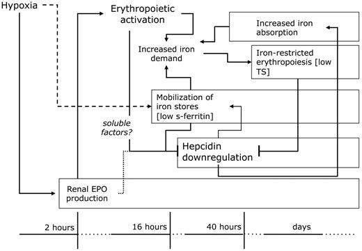 Figure 3. Hypoxia-induced modifications of iron homeostasis. Erythropoietin (EPO) activation is the first event occurring after acute hypoxia exposure, inducing erythropoietic expansion, which requires more iron for red blood cell hemoglobinization. Hepcidin down-regulation is central for this function: it begins within 16 to 40 hours and peaks within a few days of exposure, and thereafter persists for a long time. Iron and erythroid signals cooperate in hepcidin suppression, increasing intestinal iron absorption and cellular iron release. Iron mobilization from stores occurs early, possibly involving a hypoxia-mediated event. Erythroid signal probably requires soluble mediators from bone marrow to the liver. Transferrin saturation (TS) decreased only in the phase of expansion of the erythropoietic mass contributing to hepcidin suppression.