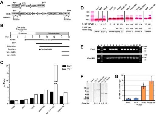 Figure 1. Increased HbF levels in erythroid cells derived from normal CD34+ cells transduced with γ-globin lentiviral vectors. (A) Top: Schematic of control SIN lentiviral vector encoding GFP expressed from a modified murine stem cell virus LTR promoter. Bottom: Schematic of SIN, erythroid-specific γ-globin lentiviral vectors, using as transcriptional control elements 3.1 kb of sequences from the β-globin LCR and a 130-bp β-globin promoter. This vector also contains 3′-untranslated sequences (UTR) from the native β-globin coding sequence in the presence or absence of a core 400-bp insulator (open rectangle) element inserted into the deleted U3-region of the 3′-LTR referred to as V5m3 or V5m3-400, respectively. Both vector backbones contain the central polypurine track (cPPT) and the rev responsive element (RRE), as indicated, and have an SIN design in which the promoter and enhancer of the HIV U3 region are deleted. (B) Experimental schema with time course of expansion and differentiation phases as indicated. Time points or intervals are indicated for the specific determinations shown at left. (C) γ-Globin mRNA levels (represented as γ/α ratios) are shown as measured by reverse-transcriptase PCR in the various cell populations on days 8 and 11. (D) Hb electrophoresis demonstrating various production of HbF in erythroblasts derived from CD34+ cell populations from 4 independent normal donors transduced using mock conditions or with a lentiviral vector encoding GFP (MOI = 5), or human γ-globin encoding vectors V5m3 or V5m3-400 (MOI = 20), respectively. The percentage of HbF as quantified by HPLC analysis and normalized to average vector copy number in bulk cell populations as determined by Southern blot and densitometry analysis is indicated below each lane. (E) Representative PCR analysis for the presence of vector-encoded sequences in genomic DNA isolated from individual colonies derived from CD34+ cells transduced with the indicated γ-globin vectors. Size markers (M) shown at right. V indicates positive control DNA for the vector. Numbers above lanes indicate individual samples. (F) Southern blot analysis of genomic DNA, cut with BglII, from bulk cell populations transduced with the indicated lentiviral vectors. Average vector copy number was determined by densitometry relative to a K562 clone that contains a single copy of an integrated GFP-encoding lentiviral vector. (G) The percentage of HbF, relative to total cellular Hb and normalized to vector copy, in the indicated erythroblast populations (± SEM). *P < .004 compared with the mock control (paired t test); n = 3. Vertical lines have been inserted to represent repositioned lanes on the gel images.