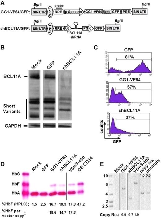 Figure 2. Increased HbF levels in erythroid cells derived from normal CD34+ cells after lentiviral vector-mediated expression of the GG1-VP64 transcriptional activator or a BCL11A shRNA. (A) Top: Schematic showing bicistronic SIN lentiviral vector encoding for GG1-VP64 and GFP transcriptionally regulated by the erythroid-specific β-spectrin promoter. The woodchuck hepatitis virus posttranscriptional regulatory element (PRE) is present as indicated. Bottom: SIN lentiviral vector containing a U6 promoter-regulated shRNA targeting BCL11A along with a second cassette that encodes GFP driven by the human PGK promoter. (B) Western blot analysis for BCL11A protein in the indicated cell populations. A total of 0.9 to 1.5 μg of protein was loaded per lane, as volume allowed. GAPDH signal, shown below each lane, was used as a protein loading control. The relevant gel lanes were repositioned and are separated by the white interface between each lane. (C) Flow cytometric analysis for GFP marker expression in erythroblasts transduced with GFP control (MOI = 5), GG1-VP64/GFP (MOI = 10), or shBCL11A/GFP (MOI = 10) lentiviral vectors. The percentages indicate the proportion of cells considered GFP+ at the end of culture. (D) Cellulose acetate Hb electrophoresis of cell lysates from erythroblasts at the end of culture. The percentage of HbF, as quantified by HPLC analysis and normalized to vector copy, is indicated below each lane. (E) Southern blot analysis of genomic DNA from transduced bulk cell populations demonstrating average vector copy number as determined by densitometry analysis, as done in Figure 1E. Vertical lines have been inserted to represent repositioned lanes on the gel images.