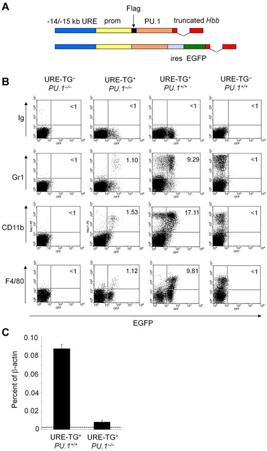 Figure 1. Rescue experiment of PU.1−/− hematopoiesis by URE-driven PU.1 cDNA expression. (A) Schematic maps of the URE-based transgenic rescue constructs. A 3.4-kb fragment that included the complete URE was fused to a 2.1-kb proximal PU.1 promoter fragment and a truncated rabbit Hbb gene, providing splicing acceptor/donor sites and a polyA signal as described in “Methods.” This plasmid was equipped with the full-length murine PU.1 cDNA that was either fused to a 5′ Flag-tag or a 3′ iresEGFP reporter cassette. (B) Flow cytometry of day 18.5 prenatal fetal liver cell suspensions from the indicated genotypes derived from a PU.1iresEGFP transgenic line. CD11b was used as a pan-myeloid marker, Gr1 was used to detect granulocytes, and F4/80 was used to detect monocytes. Numbers in the upper right quadrates indicate percentages of GFP+ cells carrying the respective myeloid antigenes. The plots are representative of 7 mice each. (C) Real-time RT-PCR with the use of a mouse PU.1-specific primer/probe set and mRNA from c-kit+ fetal liver cells of the indicated mice (n = 3 each) derived from a PU.1iresEGFP transgenic line sorted day 18.5 as template. Data were normalized to the expression of β-actin. Dashed line indicates the qPCR background level detectable in URE-TG−PU.1−/− fetal liver cells.
