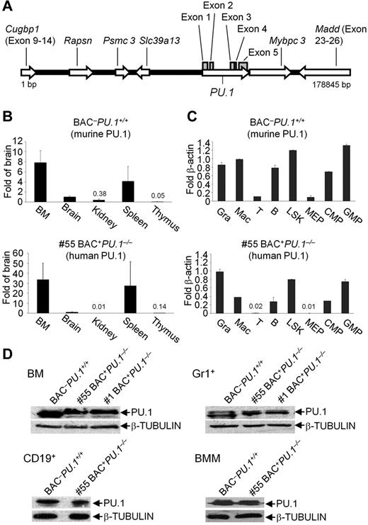 Figure 2. Transgenic expression of the human PU.1 BAC. (A) Map of the genomic BAC clone containing base pairs 47 499 973 to 47 321 096 of the human chromosome 11. Shown are the positions and orientations (open arrows) of all genes included on the BAC and positions of all PU.1 exons (gray boxes). (B-C) Comparison of endogenous mouse (top) and transgenic human (bottom) PU.1 transcripts in indicated tissues (B) and hematopoietic cell populations (C) isolated from BAC−PU.1+/+ and BAC+PU.1−/− mice derived from line #55. Shown are quantitative real-time reverse transcription PCR results that represent the mean ± SD of 3 mice per genotype. Data were normalized to the expression of β-actin. BM indicates bone marrow Kid, kidney; Sp, spleen; Thy, thymus. Granulocytes (Gra; Gr1+CD11b+CD19−CD3−), macrophages (Mac; CD11b+Gr1−CD19−CD3−), T cells (CD3+CD19−Gr1−CD11b−), and B cells (CD19+CD3−Gr1−CD11b−) were sorted from spleens, LSK cells (Lin−Sca-1+c-kit+), MEPs (megakaryocyte erythrocyte progenitors; lin−Sca-1−c-kit+CD34−FcγRII/III−), CMPs (common myeloid progenitors; lin−Sca-1−c-kit+CD34+FcγRII/IIIlow), and GMPs (granulocyte monocyte progenitors; lin−Sca-1−c-kit+CD34+FcγRII/III+) were sorted from bone marrow. (D) Western blot analysis showing transgenic human PU.1 protein expression in extracts of total bone marrow (BM) cells (upper left), Gr1+-enriched bone marrow granulocytes (upper right), CD19+-enriched splenic B cells (lower left) and BM-derived macrophages (BMMs; lower right) from BAC+PU.1−/− mice of the indicated lines. Total extracts from 106 cells were separated by sodium dodecyl sulfate–polyacrylamide gel electrophoresis, blotted onto a nitrocellulose membrane, and probed with the indicated antibodies.