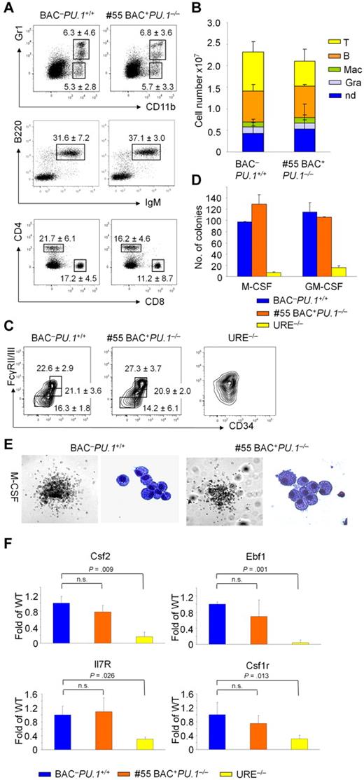 Figure 3. Rescue of PU.1−/− hematopoiesis by the PU.1 BAC. (A) Flow cytometric analysis of splenocytes from indicated mice derived from line #55. Numbers indicate the gated cell means ± SDs in percentage, based on 6 mice per genotype. (B) Total numbers of T cells, B cells, macrophages (Mac), and granulocytes (Gra) in spleens of the mice as analyzed in panel A; nd = not defined. (C) Multiple color flow cytometry showing normal frequencies of GMPs, CMPs, and MEPs. Numbers indicate the gated cell means ± SDs in percentage, based on 3 mice per genotype. A URE−/− mouse is shown for comparison. (D) Myeloid progenitor assay. Total bone marrow cells (1 × 104) from indicated mice were plated in methylcellulose supplemented with M-CSF or granulocyte-macrophage colony-stimulating factor (GM-CSF). Bar graphs show colony numbers scored after 7 days. Cells from URE−/− mice served as a PU.1 low control. (E) Shape of M-CSF–stimulated colonies after 7 days in methylcellulose are shown as phase-contrast images. Cellular morphology is shown by May-Grünwald-Giemsa stains. (F) Real-time reverse transcription PCR, showing expression of indicated PU.1 target genes in bone marrow cells. mRNA from the bone marrow of URE−/− mice was used as a PU.1 low control; n.s. indicates not significant.