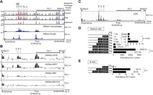 Figure 4. Synergism between PU.1 gene distal cis elements. (A) The top part shows a MVista representation of sequence conservation across ∼ 50 kb of the region of mouse chromosome 2 that harbors the PU.1 locus. The conservation panels correspond to, from top to bottom, mouse/human, mouse/dog, and mouse/opossum alignments. The conservation plots show regions with ≥ 50% of conservation (indicated on the y-axis). Exons are shown in blue, noncoding conserved regions in pink. Positions of nonconserved sequence homology regions are indicated. Precise locations of the previously unidentified homology regions are −12 kb = 12.3 kb, −10 kb = 10.5 kb, −9 kb = 9.5 kb, and −8 kb = 7.8 kb upstream of the PU.1 TSS. The bottom part shows a University of California Santa Cruz (UCSC) genome browser screenshot of DNaseI hypersensitivity site sequencing profiles across the mouse PU.1 locus in bone marrow–derived macrophages and splenic B cells. Relative enrichments are indicated at the y-axes; ++ and + on the right indicates strong or intermediate PU.1 expression, respectively. (B) ChIP-chip mapping of H3K9ac across the murine PU.1 locus with the use of custom-designed genomic tiling arrays. The y-axis represents the log 2 enrichment of ChIPed DNA over input DNA, whereas the x-axis depicts 50-kb genomic sequence spanning the mouse PU.1 locus. At the top, positions of the indicated DHSs and the covered genes are marked. The genomic coordinates (in base pairs) of mouse chromosome 2 covered on the array are shown at the bottom. (C) Raw p300 ChIP-sequencing data across the murine PU.1 locus in bone marrow–derived macrophages showing p300 occupancy exclusively at the indicated DHSs. (D) Luciferase activity assay of RAW264.7 macrophages stably transfected with the indicated constructs. Multiple independent clones were assayed for each construct, and luciferase activity was normalized to the plasmid copy number as determined by Southern blotting. Shown are the means ± SDs of ≥ 6 independent clones for each construct. The average activity of the PU.1 promoter only construct was set to 1. The inlet shows a higher magnification of the values of the indicated constructs; n.s. indicates not significant. (E) Luciferase activity assay of Namalwa B cells stably transfected with the indicated constructs. Shown are the mean ± SD of 3 independent cell pools for each construct.