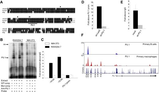 Figure 5. Myeloid-specific PU.1 autoregulation at the −12-kb element. (A) Sequence alignment of the −12-kb DHS of mouse, human, and dog. Identical residues are shown in black. The PU.1 binding motifs as identified by rVista software and the dimethylsulfate footprinting pattern obtained with macrophages (see supplemental Figure 6) are indicated. (B) Electromobility shift assay showing PU.1 binding to the −12-kb DHS. Nuclear extracts from RAW264.7 macrophages (left) and NIH-3T3 fibroblasts (right) were incubated with a 32P-labeled probe containing the potential PU.1 binding site of the −12-kb DHS, as well as an antibody to PU.1 and unlabeled competitor oligonucleotides, as indicated. Base pair exchanges from gaggaagc to gagcgcgc in the PU.1 motif are indicated (mut). The position of PU.1 and a supershift complex (ss) are shown. (C) ChIP-qPCR showing strong PU.1 in vivo binding to the −12-kb DHS in RAW264.7 macrophages but not in 3T3-NIH fibroblasts. Binding to the −14-kb element and the proximal promoter are shown as controls. The values were normalized to a ChIP with the use of an IgG-control antibody. (D) Reporter assay data with RAW264.7 cells stably carrying a −12-kb DHS-driven luciferase construct. The cells were transiently transfected with constructs expressing shRNAs against either PU.1 or the LacZ gene, as a control, along with a GFP marker to allow flow cytometric sorting of the transfected cells. The values are normalized to luciferase activities driven by PU.1 promoter alone. (E) ChIP-qPCR with RAW264.7 cells that were untreated (mock) or were stably transfected with a shRNA against PU.1 showing reduced H3K9ac at the −12-kb region after PU.1 knockdown. The values are normalized to a ChIP with an IgG-control antibody. (F) UCSC Genome browser representation of PU.1 occupancy at the PU.1 locus in mouse peritoneal macrophages and splenic CD19+ B cells as shown by ChIP-seq tag counts (log2).