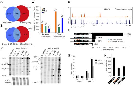 Figure 6. The −12-kb enhancer requires C/EBPα and cross-interaction with the URE. (A) Venn diagram showing the global numbers of DHSs in macrophages and B cells. The condition for peak overlap was that center of the peak in the first dataset should lie within boundaries of a peak in the second dataset. (B) Numbers of PU.1-occupied DHSs in macrophages and B cells. Peak identification in panels A and B used a false discovery threshold of 0.1%. (C) Total number of PU.1-occupied DHSs unique to macrophages, unique to B cells, or common to both cell types found in promoter-proximal (within ± 500 bp from TSS) and distal (> 500 bp from TSS) genomic regions. (D) DNaseI in vivo footprinting of the −12-kb enhancer in C10 cells before (−E2) or after (+E2) 72 hours of β-estradiol induction, B cell, and macrophages. In vitro DNaseI-treated DNA served as a control, and a G-reaction was used to indicate genomic positions relative to the TSS. Samples were assayed with forward (left) and reverse (right) primers for the −12-kb enhancer, as well as with primers for the rDNA genes to control for equal digestion. Hyperreactivities are marked by closed circles and protections by open circles. (E) UCSC Genome browser image depicting C/EBPα ChIP-seq tag counts (normalized to 107 sequence tags) (log2) at the PU.1 locus in macrophages and B cells. (F) Luciferase assay in RAW264.7 macrophages stably transfected with the indicated constructs. Mutations in PU.1-binding motifs are indicated by blue or orange dots, respectively. Shown are the mean values ± SDs of 3 independent cell bulks for each construct. Activity of the wild-type construct was set as 100%. (G) ChIP-qPCRs at the −12-kb DHS in URE−/− and URE+/+ myeloid cell lines (see “Methods”) after retroviral transduction with a tamoxifen-responsive C/EBPα construct. Shown is PU.1 occupancy (black bars) and H3K9ac (gray bars) before and after 6 days of tamoxifen induction. (H) ChIP-qPCRs depicting H3K9ac levels at the exogenous −12-kb DHS of the indicated constructs in stably transfected RAW264.7 cells. Blue dots indicate mutation in PU.1 binding site; orange dots, mutation in C/EBP binding site. All values were normalized to integrated plasmid copy numbers.