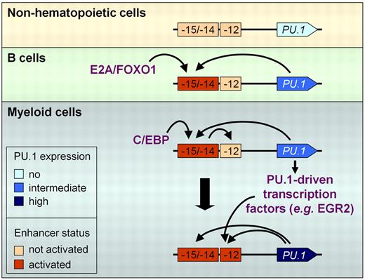 Figure 7. Regulated interaction between cis-regulatory elements orchestrates the PU.1 expression pattern. Lack of PU.1 expression in nonhematopoietic cells is due to the lack of activation of critical enhancer elements located upstream of the PU.1 gene. The intermediate PU.1 levels expressed in B cells are driven by the assembly of a B cell–specific transcription factor complex at the −14-kb URE, which includes E2A and FOXO1, and the formation of a PU.1 autoregulatory loop. However, this complex is obviously not able to activate additional cis elements in the PU.1 locus. In contrast, myeloid progenitors express C/EBPα which binds the URE, induces the activation of the −12-kb enhancer to allow formation of a second PU.1 autoregulatory loop and binding of additional PU.1-driven transcription factors, such as EGR2, to increase PU.1 expression levels. Black arrows indicate transcription factor interactions/noncoding RNA; red arrows, enhancer-promoter interactions.