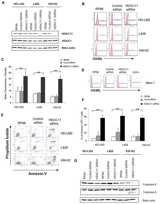 Figure 2. Silencing of HDAC11 gene expression by siRNA up-regulates OX40L in HL cell lines. (A) HL cell lines were transfected with HDAC11 or control siRNA (3 μg), and after 48 hours the cellular level of HDAC11 was determined by Western blot. Results represent 3 independent experiments showing the efficacy of HDAC11 siRNA in down-regulating HDAC11 expression. (B) HL cell lines were analyzed by FACS after 48 hours of HDAC11 siRNA transfection. Blocking HDAC11 increased OX40L expression. (C) Mean fluorescence intensity of 3 independent experiments (± SEM). *P < .05; **P < .005. (D) The Jeko-1 cell line was analyzed by FACS after 24 hours of HDAC11 siRNA transfection. Down-regulating HDAC11 did not have any effect on OX40L expression. (E) HDAC11 siRNA induced apoptosis in HL cell lines. (F) Representative experiment demonstrating the effect of down-regulating HDAC11 on induction of apoptosis in 3 HL cell lines as determined by propidium iodide and annexin V staining and FACS analysis. Results are shown after 48 hours of incubation. Each value is the mean of 3 independent experiments (± SEM). *P < .05; **P < .005. (G) Effect of HDAC11 siRNA on the caspase pathway. Down-regulation of HDAC11 decreased expression of caspase 9 and caspase 8 in HL cells, as determined after 24 hours of incubation.