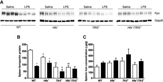 Figure 3. Splenic ferroportin expression and splenic iron concentration in WT, Hfe−/−, Tfr2−/−, and Hfe−/−/Tfr2−/− mice treated with LPS. (A) Western blotting was used to determine the expression of ferroportin in the spleens of 5-week-old male WT, Hfe−/−, Tfr2−/−, and Hfe−/−/Tfr2−/− mice injected with saline or LPS for 6 hours. The blots in panel A were quantitated and results are shown relative to Gapdh for saline-injected (white bars) and LPS-injected (black bars) mice (B). Splenic iron concentration was determined in all mice (C). Data are shown as the means; error bars indicate SEM. Statistical comparisons were performed using the Student t test. Significant differences (P < .05) are denoted between control and LPS treatments (*) and between strains compared with WT (a), with Hfe−/− (b), and with Tfr2−/− (c).