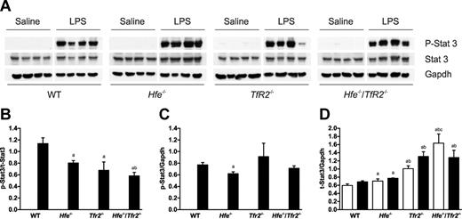 Figure 5. Expression of activated Stat3 in the livers of wild-type (WT), Hfe−/−, Tfr2−/− and Hfe−/−/Tfr2−/− mice treated with LPS. (A) Western blotting was used to determine the expression of phosphorylated Stat3 in the livers of 5-week-old male WT, Hfe−/−, Tfr2−/−, and Hfe−/−/Tfr2−/− mice injected with saline or LPS for 6 hours. The blots in panel A were quantitated using SynGene GeneTools, and the results are shown as ratios of phospho-Stat3/total-Stat3 (B), phospho-Stat3/Gapdh (C), and total-Stat3/Gapdh (D) for saline-injected (white bars) and LPS-injected (black bars) mice. Data are shown as the means; error bars indicate SEM. Statistical comparisons were performed using the Student t test. Significant differences (P < .05) are denoted between control and LPS treatments (*) and between strains compared with WT (a), with Hfe−/− (b), and with Tfr2−/− (c).
