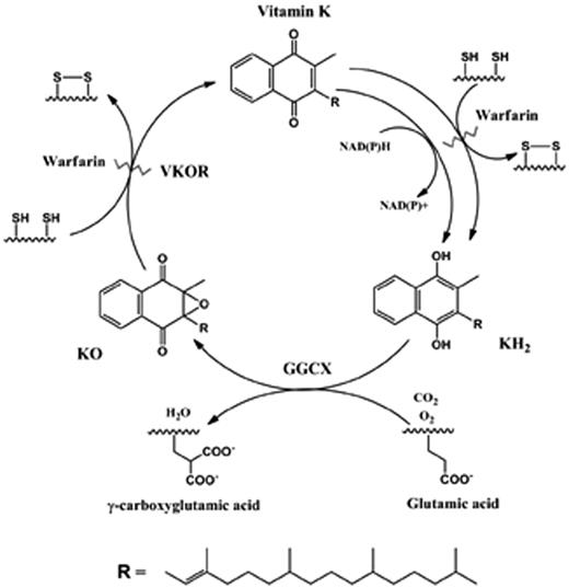 Figure 1. Vitamin K cycle. During vitamin K–dependent carboxylation of glutamic acid to γ-carboxyglutamic acid, the reduced form of vitamin K (KH2) is oxidized to KO by GGCX. KO is reduced to vitamin K by VKOR using the enzyme's 2 active-site cysteine residues. This reaction is sensitive to warfarin inhibition. The reduction of vitamin K to KH2 is carried out in 2 pathways. One pathway is sensitive to warfarin inhibition and also involves 2 free cysteine residues in the enzyme active site (VKOR). The second pathway is resistant to warfarin and uses NAD(P)H as a cofactor.