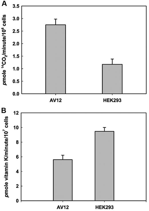 Figure 5. Endogenous VKOR and GGCX activity in HEK293 and AV12 cells as measured by in vitro enzymatic activity assay. (A) Endogenous GGCX activity of 1 × 106 HEK293 or AV12 cells was determined as described in “GGCX activity assay” using FLEEL as a substrate in the presence of propeptide. (B) Endogenous VKOR activity of 1 × 107 HEK293 or AV12 cells was determined as described in “VKOR activity assay” using K1(25) as the HPLC internal standard.
