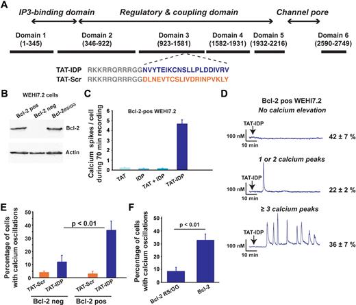 Figure 1. Bcl-2 dependent induction of Ca2+ oscillations by TAT-IDP. (A) Diagram of type-1 IP3R domains designating the origin of the IDP sequence (blue) and the scrambled control sequence (orange), along with the TAT sequence (gray). (B) Immunoblot documenting levels of wild-type and mutant Bcl-2 expressed in Bcl-2–negative WEHI7.2 cells. (C) Number of Ca2+ spikes observed per cell in 70 minutes of recordings after adding 2μM of the peptides shown (mean ± SE, 67 cells total). (D) Representative single-cell Ca2+ recordings in Bcl-2-positive WEHI7.2 cells (2μM TAT-IDP added at arrow); percentages (mean ± SE) of cells displaying each pattern are based on 3 experiments (90 minutes of recording, average 60 cells per recording). (E) Summary of 2 experiments (mean ± SE) comparing TAT-IDP (2μM)–induced Ca2+ responses (90 minutes of recordings, average 60 cells per recording) in Bcl-2–negative versus Bcl-2–positive WEHI7.2 cells. (F) Summary of 3 experiments (mean ± SE) comparing the percentage of cells displaying Ca2+ oscillations in response to the addition of 2μM TAT-IDP to WEHI7.2 cells expressing either wild-type Bcl-2 or Bcl-2RS/GG (90 minutes of recording, average 60 cells per recording).