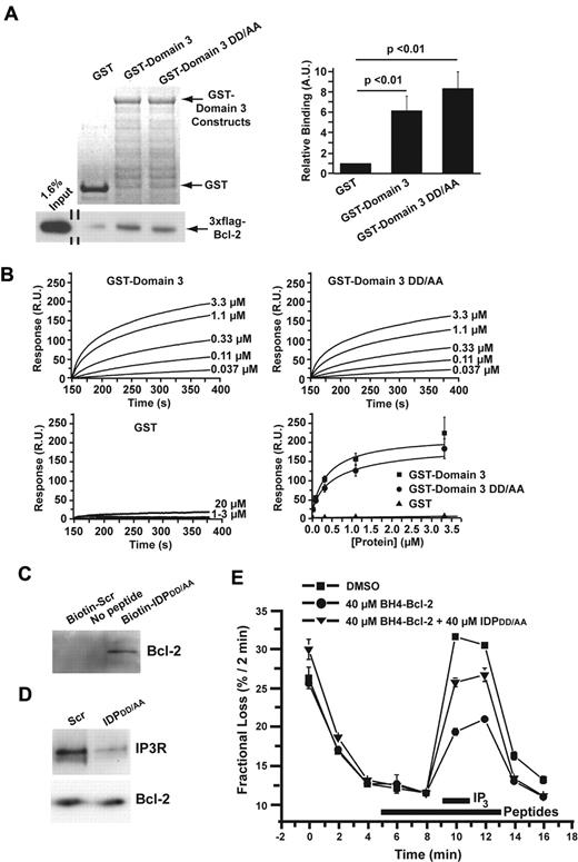 Figure 3. Biochemical and functional characterization of the DD/AA substitution. (A) Typical GST pull-down experiment documenting the binding of 3xFLAG-Bcl-2 in COS-7 cell lysate to GST-Domain3 and GST-Domain3DD/AA using GST as a negative control. GelCode blue–stained membrane showing the presence of GST and the GST-fusion proteins, 7.5 μg each, in the pull-down assay are shown in the top left panel. Immunoblot using an anti-FLAG antibody coupled to horseradish peroxidase to detect 3xFLAG-Bcl-2 both in the input lane and in the pull-down lanes is shown in the bottom left panel. Quantitative analysis of the binding of 3xFLAG-Bcl-2 to GST, GST-Domain3, and GST-Domain3DD/AA by densitometry (ImageJ software) is shown in the right panel. Results (mean ± SE, 4 experiments) were normalized for the binding of 3xFLAG-Bcl-2 to GST. 3xFLAG-Bcl-2 displayed significant binding to both GST-Domain3 and GST-Domain3DD/AA (P < .01). (B) SPR demonstrating the binding of both GST-domain3 and GST-domain3DD/AA with a biotin-tagged peptide corresponding to the BH4 domain of Bcl-2 (biotin-BH4-Bcl-2). Typical sensor grams illustrating the association phase of the binding of different concentrations of GST-Domain3 (top left), GST-Domain3DD/AA (top right), and GST (bottom left) to Biotin-BH4-Bcl-2 immobilized to a streptavidin-coated sensor chip. All GST-fusion proteins were dialyzed against the interaction buffer (PBS) to minimize the buffer effect. Values were corrected for background binding of the GST-fusion proteins to Biotin-BH4-Bcl-2reverse. Resonance units (R.U.) increased with increasing concentrations of GST-Domain3 (0.037-3.3μM) or GST-Domain3DD/AA (0.037-3.3μM), but not with increasing concentrations of GST (1-20μM). Quantitative analysis of the background-corrected R.U. signals plotted as mean ± SE obtained from 3 independent experiments (bottom right), in which different concentrations of GST-Domain3, GST-Domain3DD/AA, and GST were applied to the BH4-Bcl-2-coated sensor chip. The data points obtained from GST-Domain3 and GST-Domain3DD/AA were fitted using Origin 7.0 software by a Hill equation, yielding apparent KDs of 0.37 ± 0.13μM and 0.57 ± 0.4μM, respectively. (C) Binding of IDPDD/AA to Bcl-2 demonstrated by biotin-streptavidin pull-down of Bcl-2 from lysate of WEHI7.2 cells overexpressing wild-type Bcl-2. Cell lysate was incubated with or without the indicated peptides for 16 hours, followed by incubation with streptavidin-coated beads. Bcl-2 bound to the beads via biotin-tagged IDPDD/AA was detected by immunoblotting. Results are representative of 3 separate experiments with the same result. (D) Disruption of Bcl-2-IP3R interaction by IDPDD/AA. Bcl-2 was immunoprecipitated from lysates of WEHI7.2 cells overexpressing wild-type Bcl-2. Immunoprecipitated proteins were analyzed by immunoblotting for IP3R3 and Bcl-2. (E) IDPDD/AA prevents the inhibition of IP3R-mediated Ca2+ release by BH4-Bcl-2, a peptide corresponding to the BH4 domain Bcl-2. A typical unidirectional 45Ca2+-efflux experiment showing the Ca2+ release induced by 3μM IP3 from permeabilized 45Ca2+-loaded wild-type MEF cells in the presence of vehicle (■), 40μM BH4-Bcl-2 peptide (●), 40μM BH4-Bcl-2 peptide and 40μM IDPDD/AA (▴). All peptides were incubated from 4 minutes before the addition of IP3 to 2 minutes after its addition (bars). Data points of a representative experiment, plotted as fractional loss (percentage/2 minutes) as a function of time, were obtained in duplicate and represent mean ± SD.